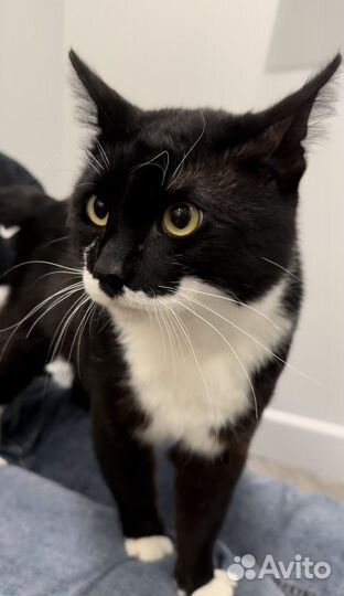 Кот Дали в добрые руки