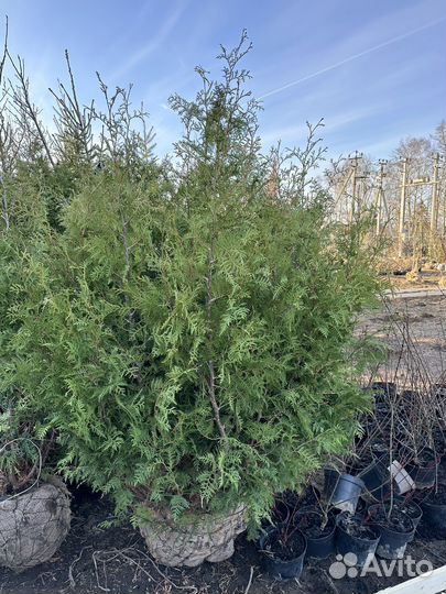 Туя Брабант