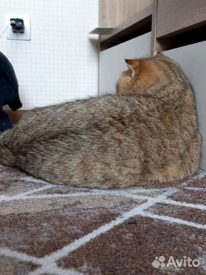 Шотландский Кот на вязку