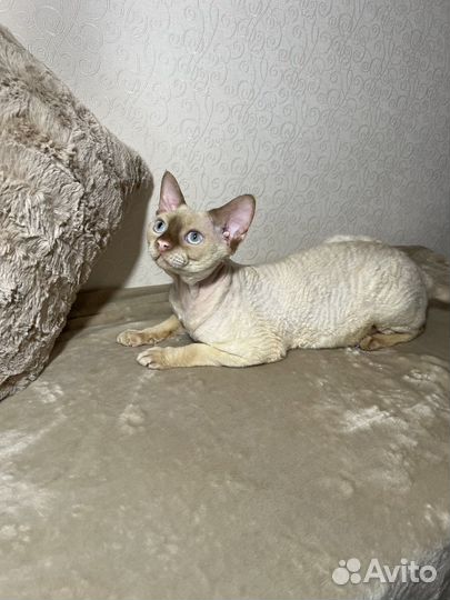 Девон-рекс вязка