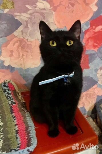 Кошка в добрые руки