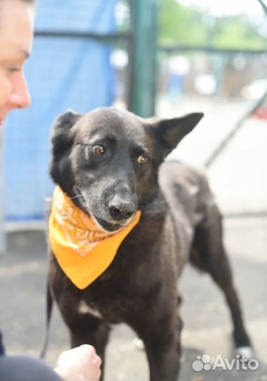 Красавчик Грэм, приют Некрасовка. Возьмите домой