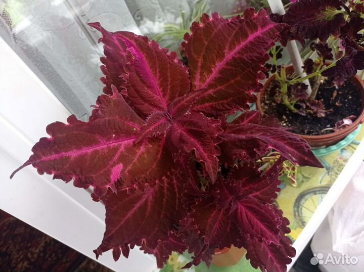 Колеус сортовые