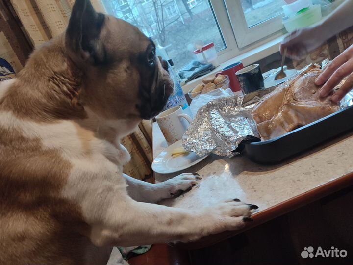 Случка собак