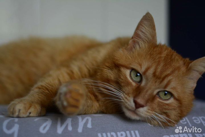 Молодой котик 