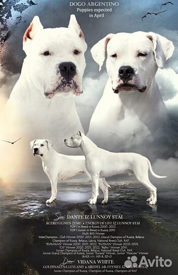Щенки аргентинского дога