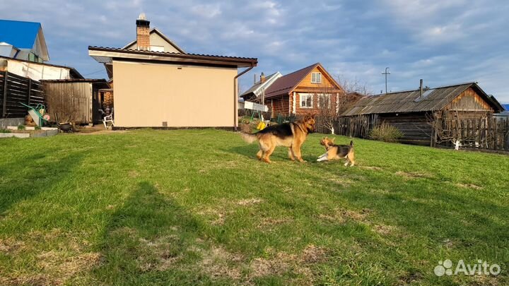 Немецкая овчарка вязка кобель