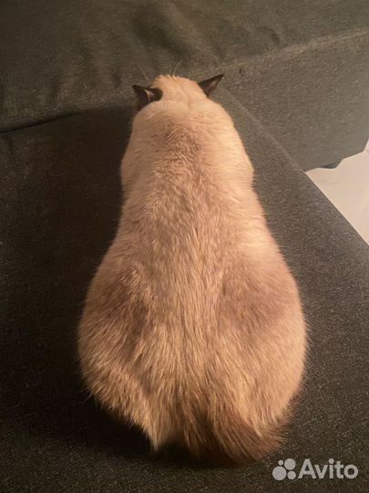Сиамский кот