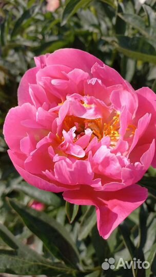 Деленки пионов