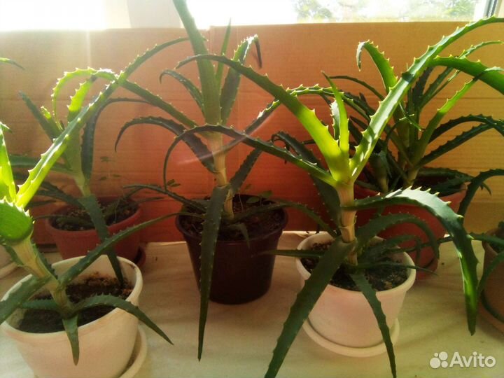 Алоэ с горшком