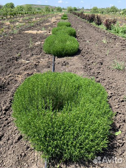 Саженцы Березы Клёна сосны можжевельника и др
