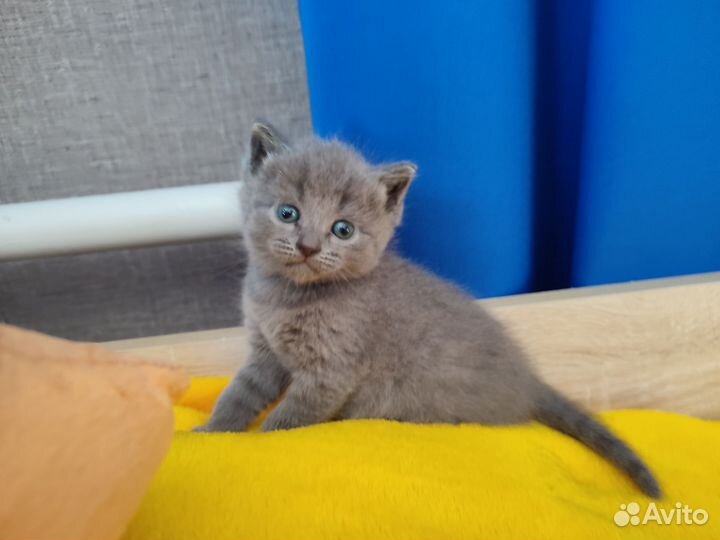 Шотландские котята