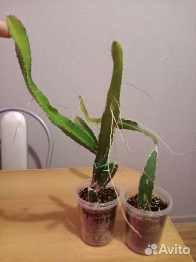 Питайя, кактус