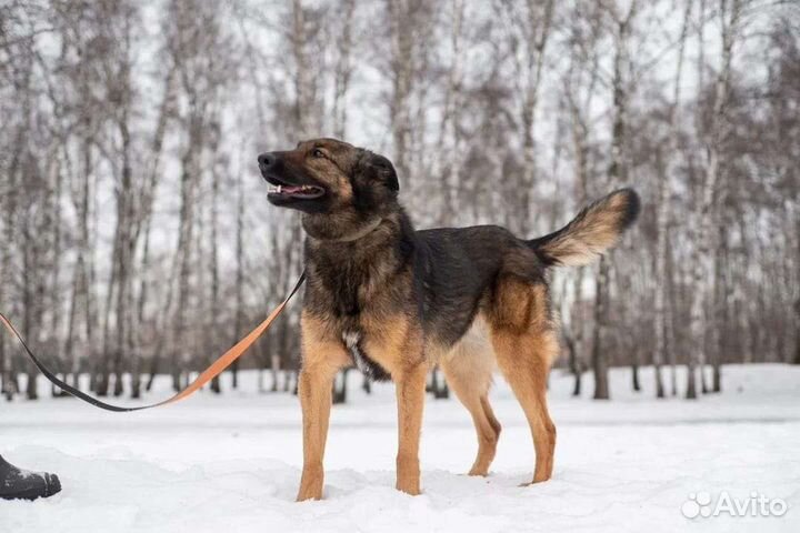 Зира умница в добрые руки