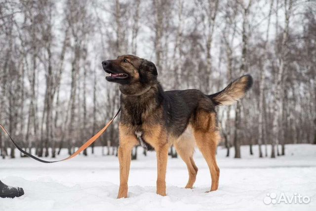 Зира умница в добрые руки