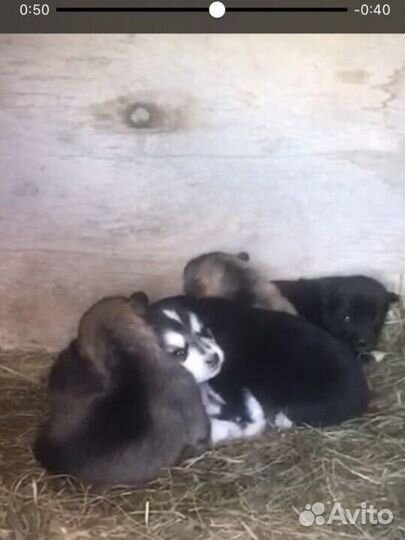 Щенки бесплатно