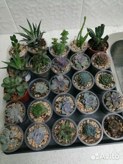 Суккуленты эхеверии, крассулы, седум