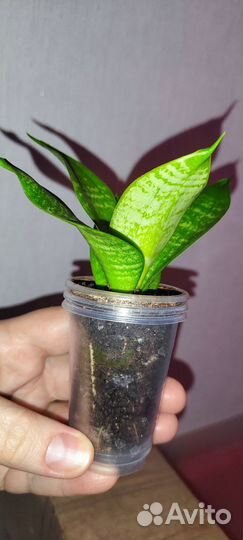 Сансевиерия Ханни лайм