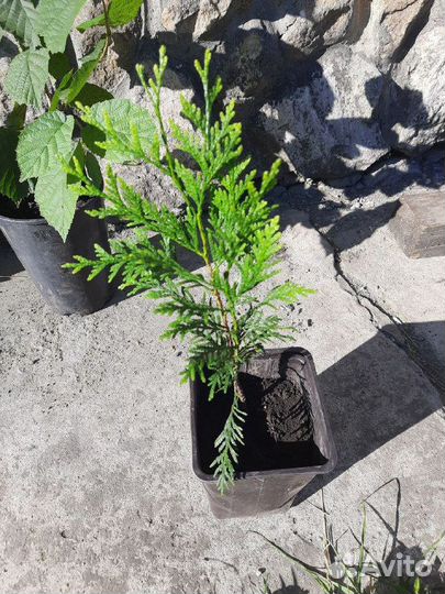 Саженцы туя