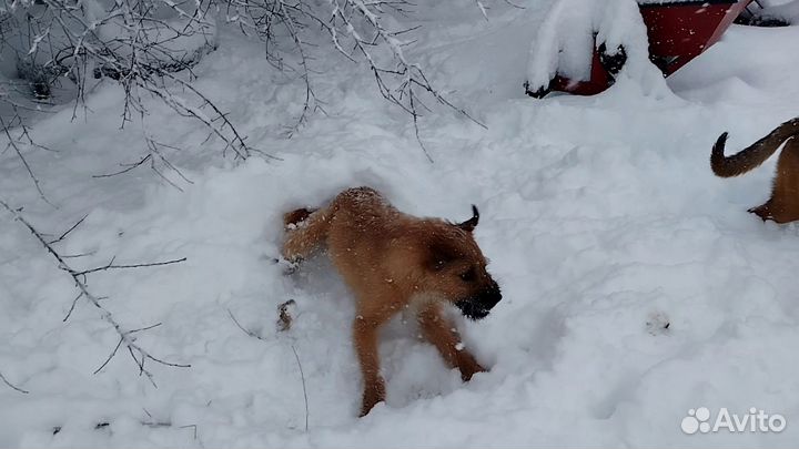 Отдам щенка в добрые руки бесплатно