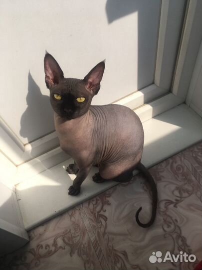 Канадский сфинкс