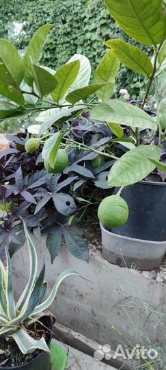 Лимон, апельсин, кумкват, мандарин, грейпфрут