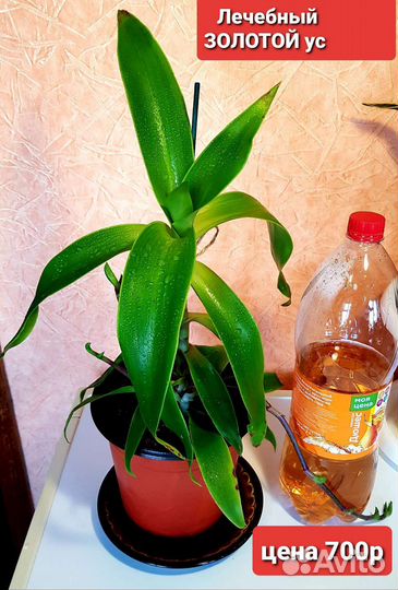 Золотой ус, лечебный цветок+удобрение для цветов