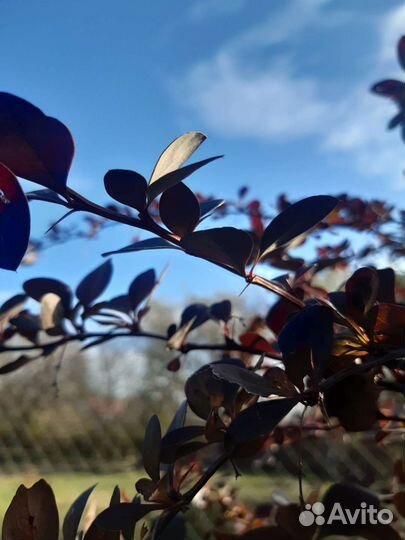 Барбарис тунберга