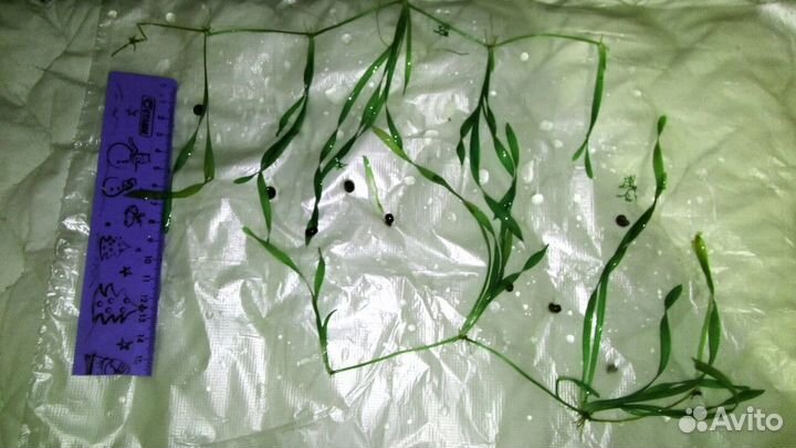 Аквариумные рыбки, растения,улитки, прополка