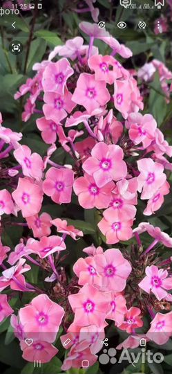 Вербейник, хоста,флоксы, ирисы