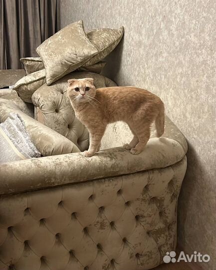 Кот на вязку