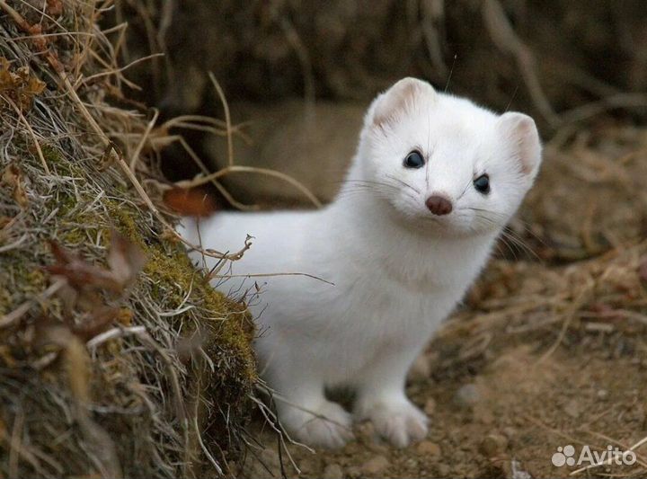 Kуплю щенка ласки