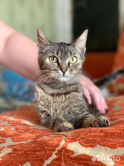 Котенок в добрые руки