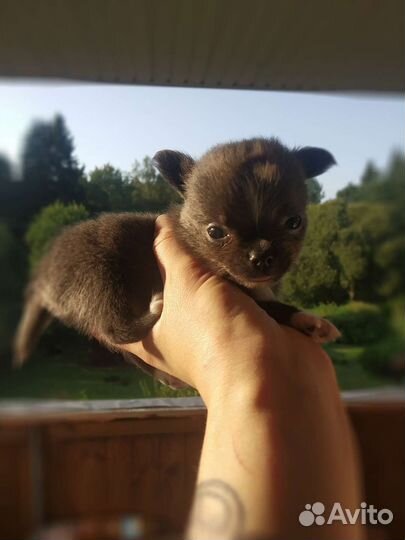 Чихуахуа мини мини мальчик