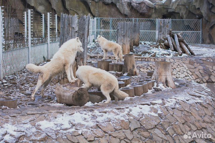 19.авг.23 Тур в Ижевск: зоопарк+термы /хп3029.01