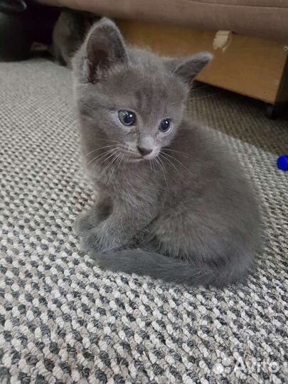 Британская кошка