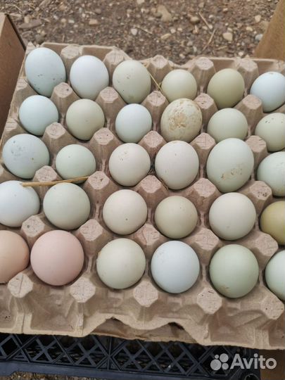 Инкубационные яйца хуторский доминант помнишь