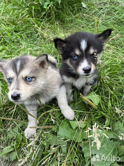 Щенок хаски