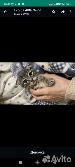 Шотландская