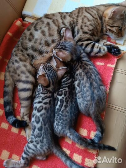 Бенгальские котята
