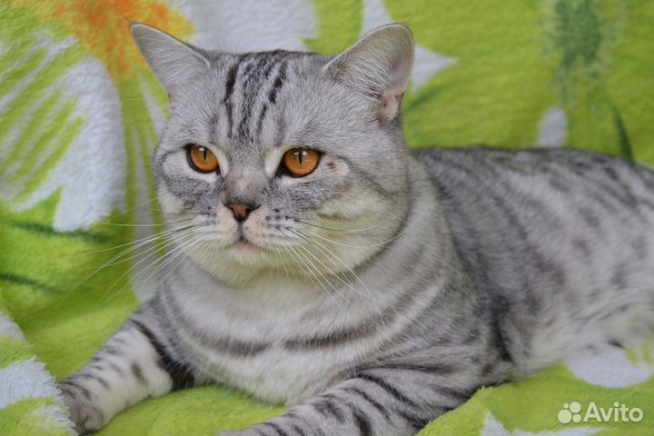 Кот для вязки