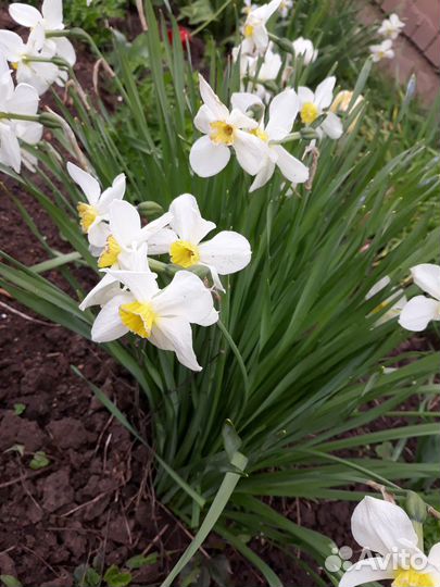 Нарциссы