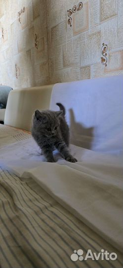 Британские котята
