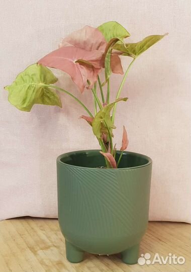 Сингониум Ред харт (Red heart)