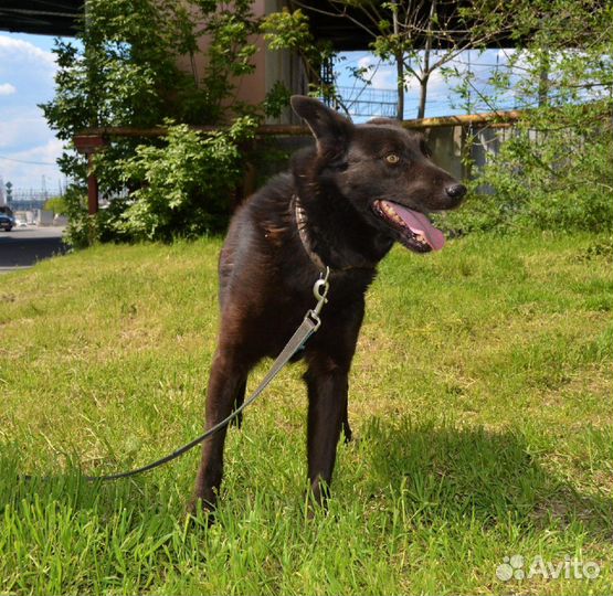 Жасмин в поисках дома