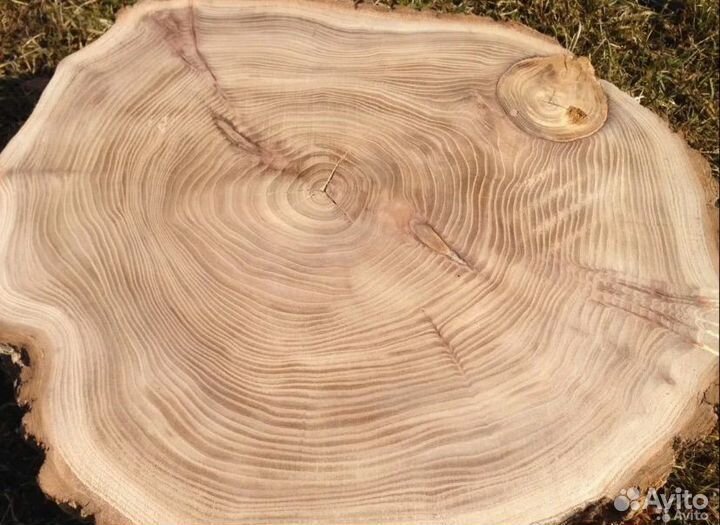 Слэб ясень, дуб, лиственница в Омске