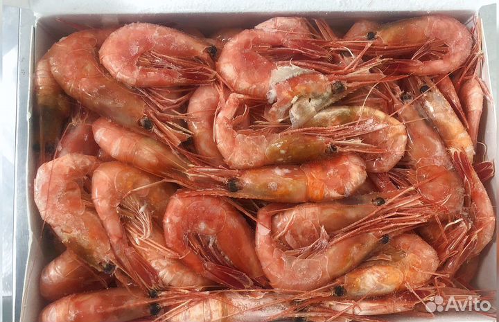Креветка Северная