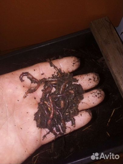 Черви,мотыль, опарыш длительного хранения