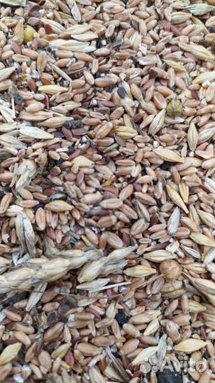 Зерносмесь