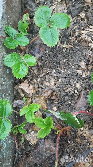 Усы клубники ремонтантной